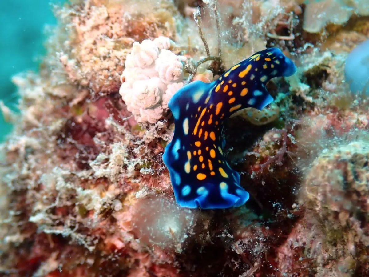 Galéria – DiveTime Zanzibar, Kizimkazi (3)