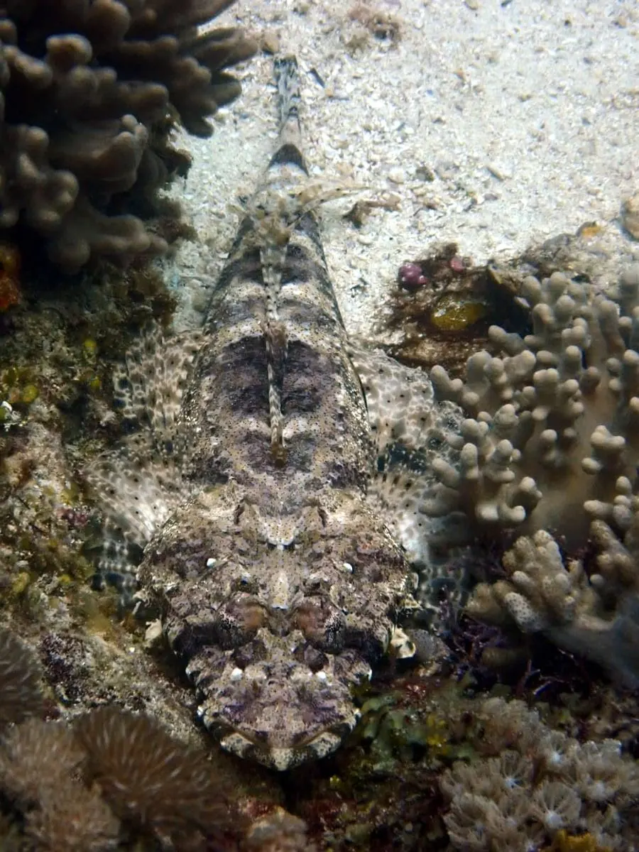 Galéria – DiveTime Zanzibar, Kizimkazi (4)