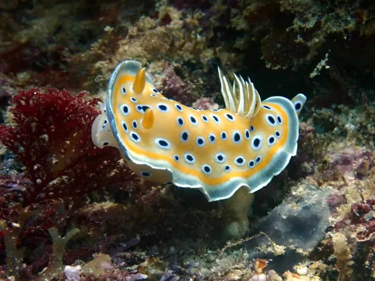 Galéria – DiveTime Zanzibar, Kizimkazi (5)
