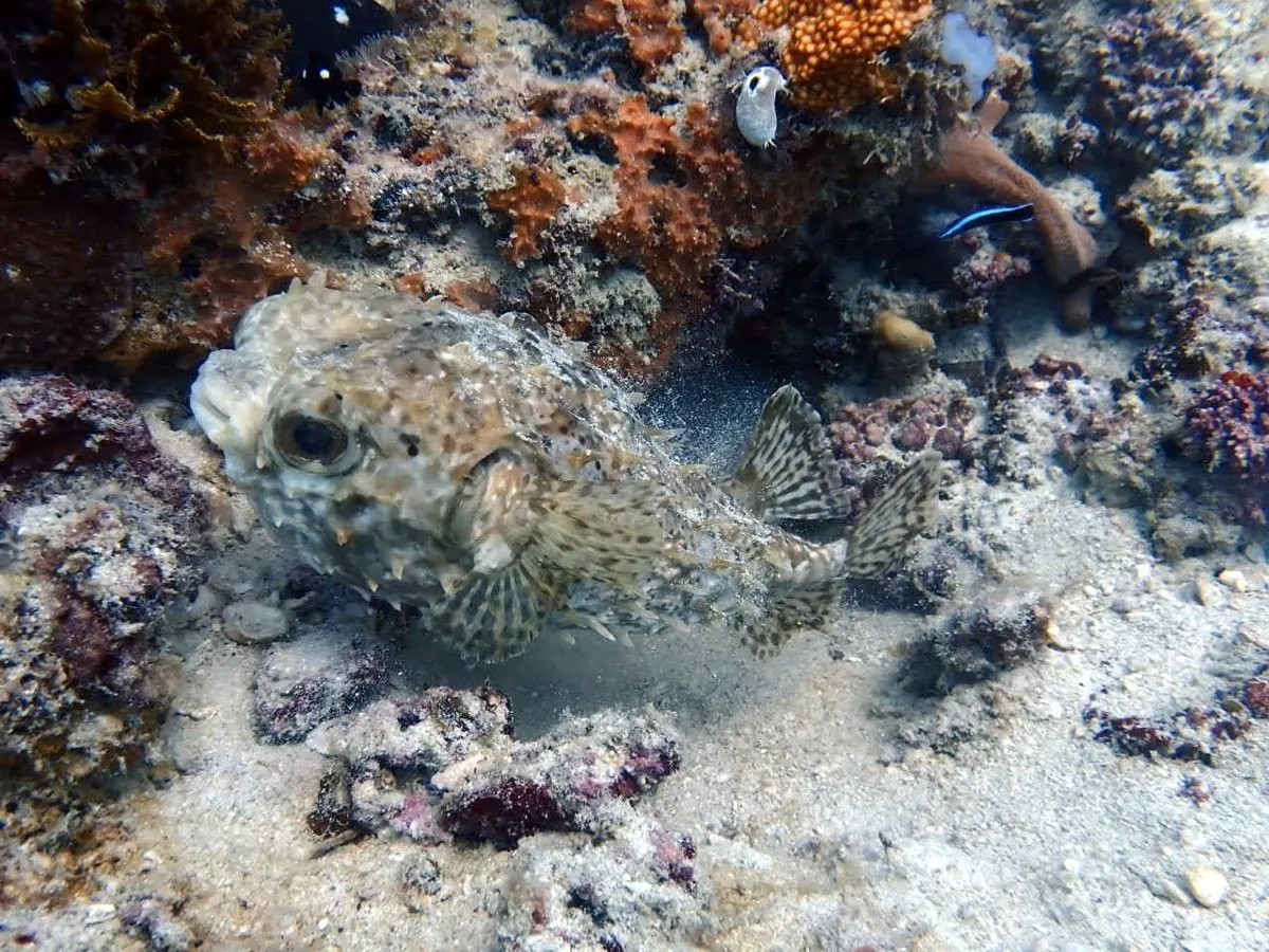Galéria – DiveTime Zanzibar, Kizimkazi (6)