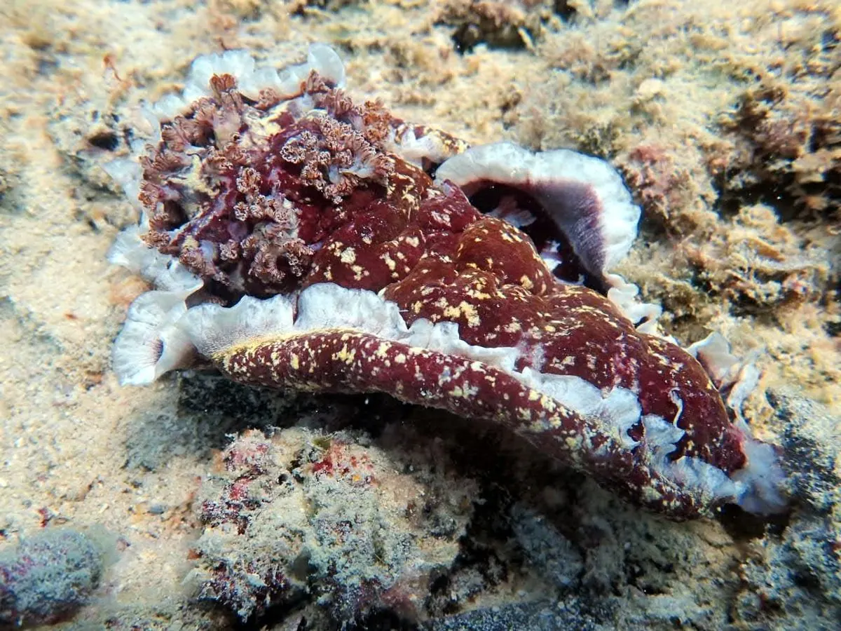 Galéria – DiveTime Zanzibar, Kizimkazi (7)