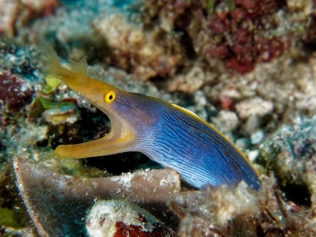 Galéria – DiveTime Zanzibar, Kizimkazi (8)
