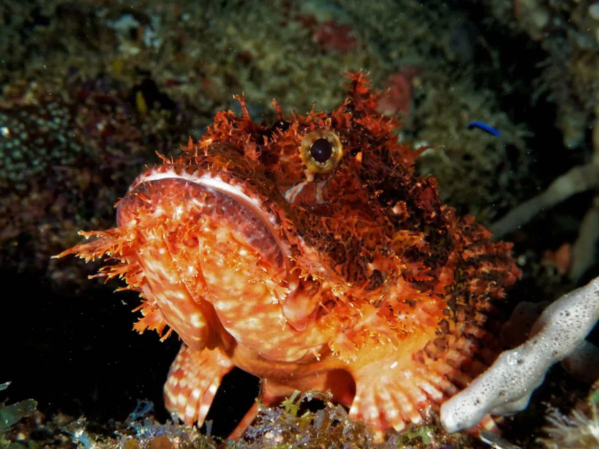 Galéria – DiveTime Zanzibar, Kizimkazi (9)