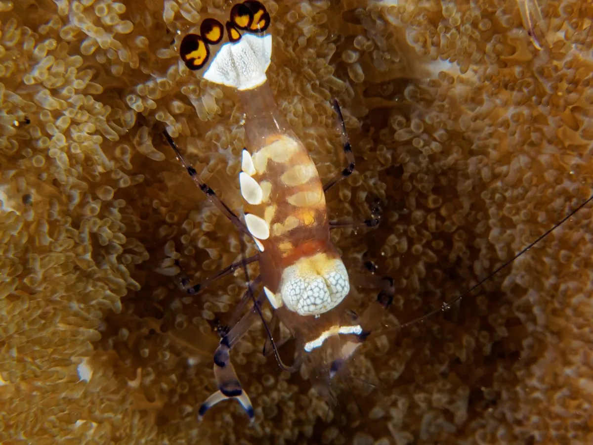 Galéria – DiveTime Zanzibar, Kizimkazi (11)
