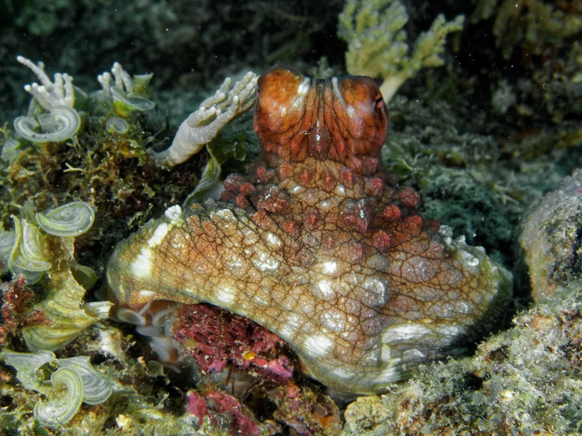 Galéria – DiveTime Zanzibar, Kizimkazi (12)