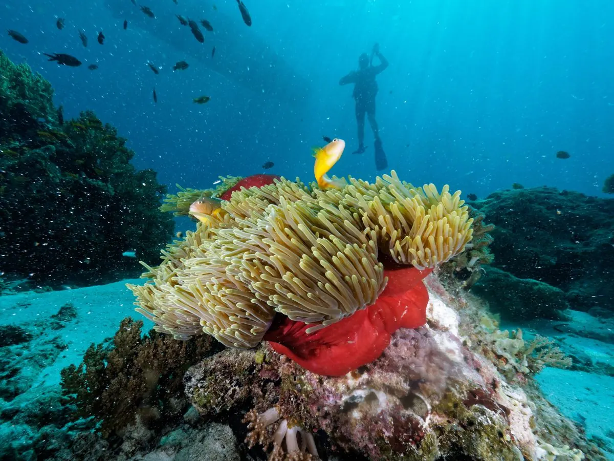 Galéria – DiveTime Zanzibar, Kizimkazi (14)