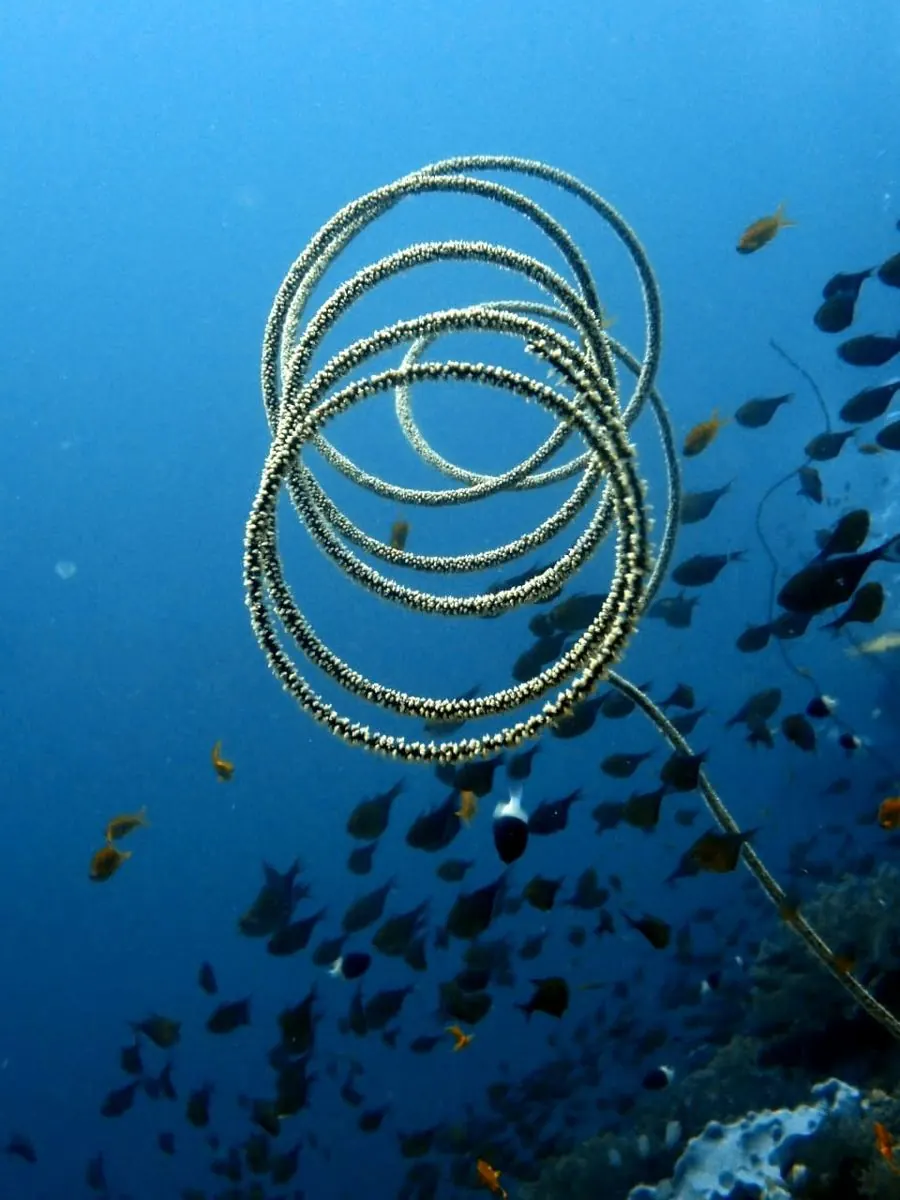 Galéria – DiveTime Zanzibar, Kizimkazi (15)