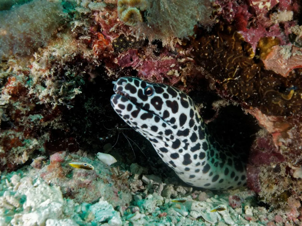Galéria – DiveTime Zanzibar, Kizimkazi (17)