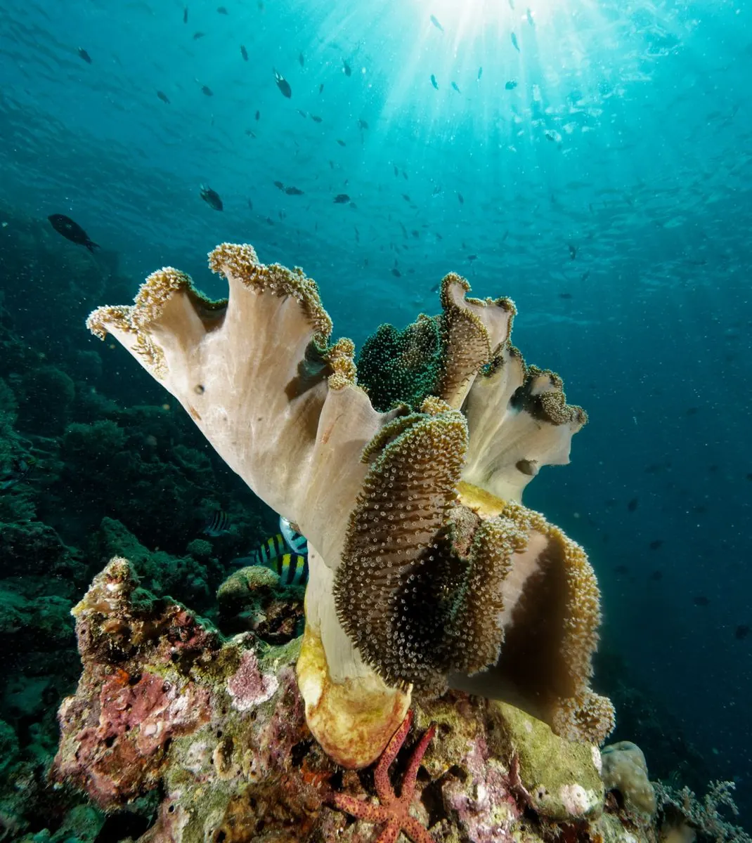 Galéria – DiveTime Zanzibar, Kizimkazi (18)