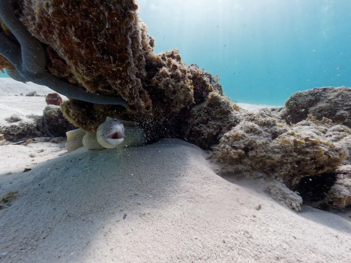 Galéria – DiveTime Zanzibar, Kizimkazi (19)