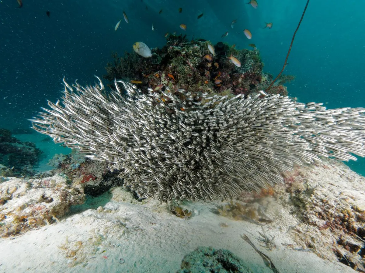 Galéria – DiveTime Zanzibar, Kizimkazi (20)