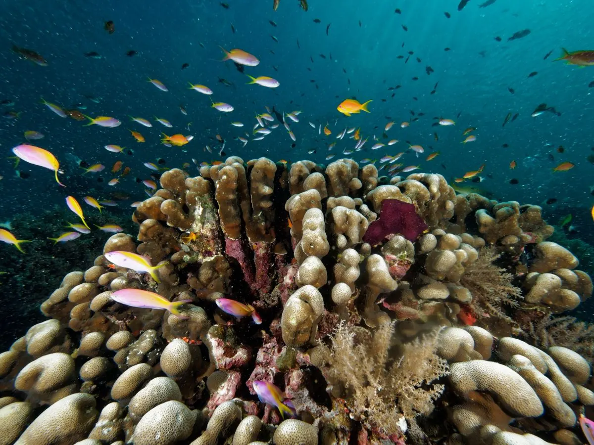 Galéria – DiveTime Zanzibar, Kizimkazi (21)