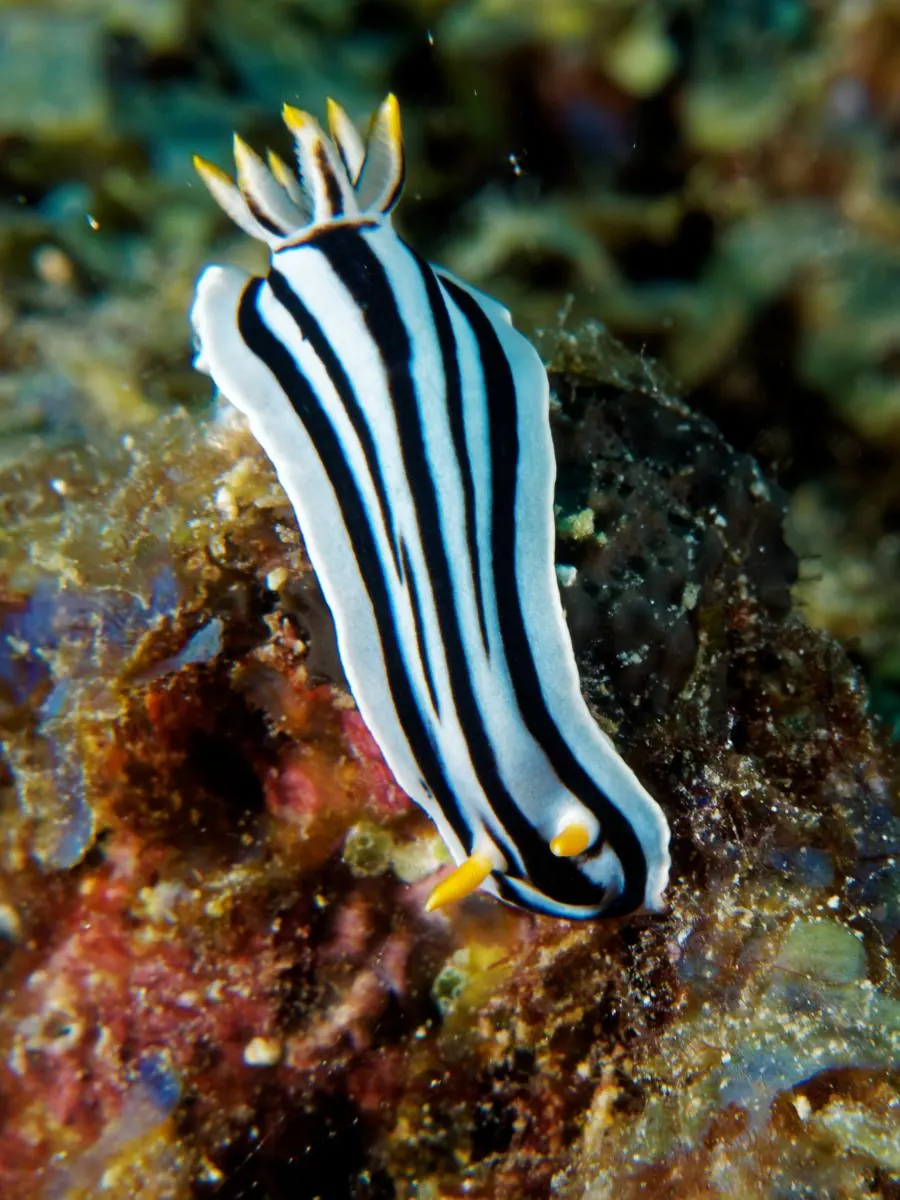 Galéria – DiveTime Zanzibar, Kizimkazi (22)